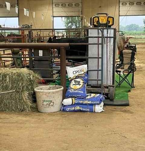 Exploring the Vital Link between Nutrition and Reproduction in Beef Cattle