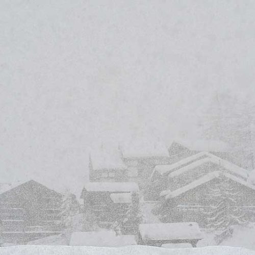 The Role of Brown Fat in Calves’ Survival