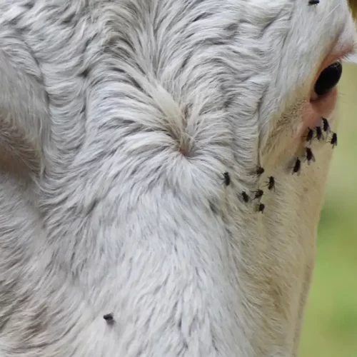 Fly control season is here and we have your solutions!