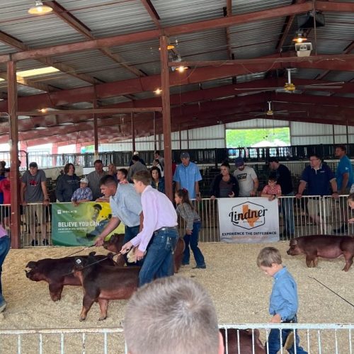 Cutting out starter diets…